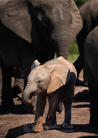 African elephant 5
