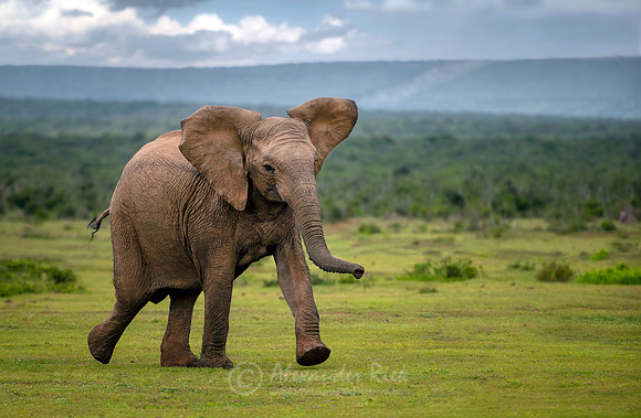 African elephant 21