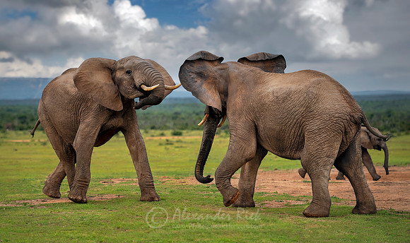 African elephant 22