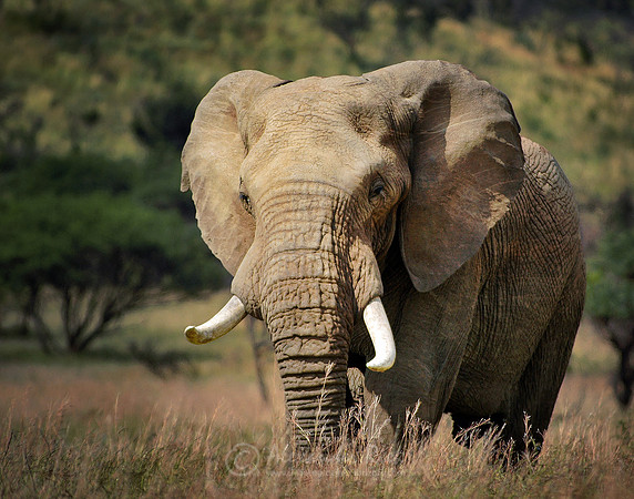 African elephant 2