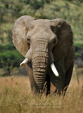 African elephant 1
