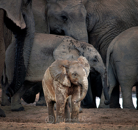African elephant 8
