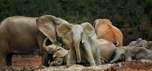 African elephant 14