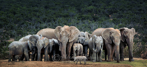 African elephant 15