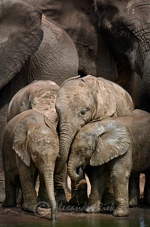African elephant 3
