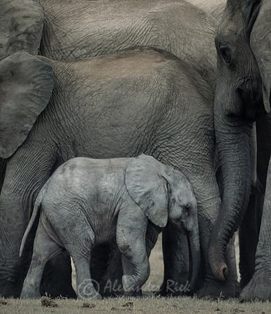 African elephant 13