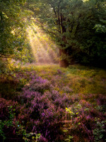 Lüneburger Heide 10