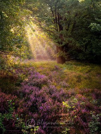 Lüneburger Heide 10