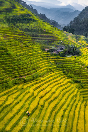 Sapa 14