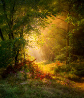 Lüneburger Heide 8