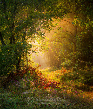 Lüneburger Heide 8