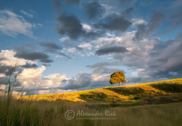 Armidale