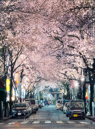 Tokyo 26