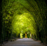 Bamboo Tunnel 2