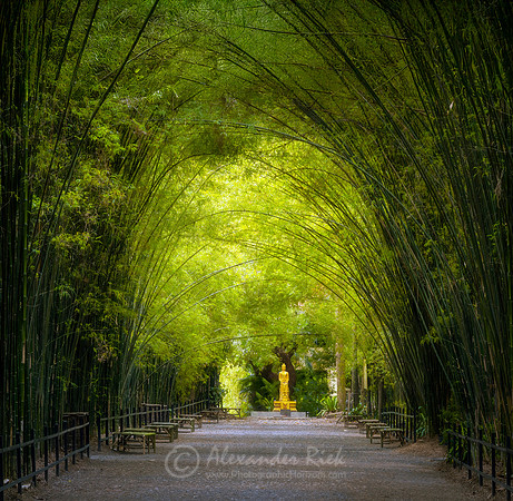 Bamboo Tunnel 2
